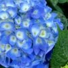Nantucket Blue Hydrangea - 3 Gallon Pot -FloraHaven Shop hydrangea macrophylla nantucket 1