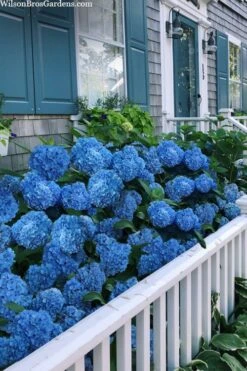 Nantucket Blue Hydrangea - 3 Gallon Pot -FloraHaven Shop hydrangea macrophylla nantucket 2