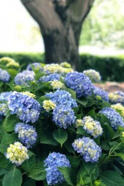 Nantucket Blue Hydrangea - 3 Gallon Pot -FloraHaven Shop hydrangea macrophylla nantucket 3