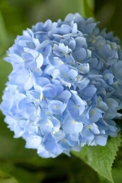 Penny Mac Hydrangea - 1 Gallon Pot -FloraHaven Shop hydrangea macrophylla penny mac 21