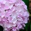 Penny Mac Hydrangea - 1 Gallon Pot 2 Penny Mac Hydrangea - 1 Gallon Pot -FloraHaven Shop hydrangea macrophylla penny mac 22