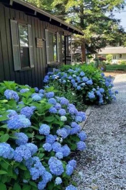 Penny Mac Hydrangea - 1 Gallon Pot -FloraHaven Shop hydrangea macrophylla penny mac 23
