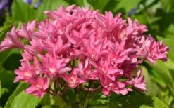 Princess Diana Hydrangea - 3 Gallon Pot -FloraHaven Shop hydrangea macrophylla princess diana 5