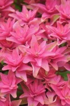 Princess Diana Hydrangea - 3 Gallon Pot -FloraHaven Shop hydrangea macrophylla princess diana 6