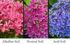 Princess Diana Hydrangea - 3 Gallon Pot -FloraHaven Shop hydrangea macrophylla princess diana 8