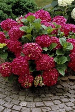 Red Sensation Hydrangea - 3 Gallon Pot 12 Red Sensation Hydrangea - 3 Gallon Pot -FloraHaven Shop hydrangea macrophylla red sensation 2