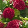 Red Sensation Hydrangea - 3 Gallon Pot 2 Red Sensation Hydrangea - 3 Gallon Pot -FloraHaven Shop hydrangea macrophylla red sensation 5