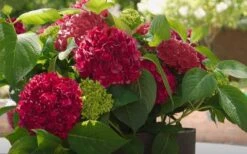 Red Sensation Hydrangea - 3 Gallon Pot 14 Red Sensation Hydrangea - 3 Gallon Pot -FloraHaven Shop hydrangea macrophylla red sensation 6