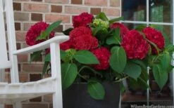 Red Sensation Hydrangea - 3 Gallon Pot 13 Red Sensation Hydrangea - 3 Gallon Pot -FloraHaven Shop hydrangea macrophylla red sensation 7