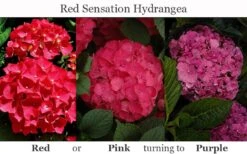 Red Sensation Hydrangea - 3 Gallon Pot 15 Red Sensation Hydrangea - 3 Gallon Pot -FloraHaven Shop hydrangea macrophylla red sensation 8