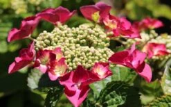 Teller Red Hydrangea - 1 Gallon Pot -FloraHaven Shop hydrangea macrophylla teller red 3