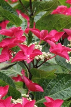 Teller Red Hydrangea - 1 Gallon Pot -FloraHaven Shop hydrangea macrophylla teller red 4