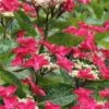 Teller Red Hydrangea - 1 Gallon Pot -FloraHaven Shop hydrangea macrophylla tellers red 5