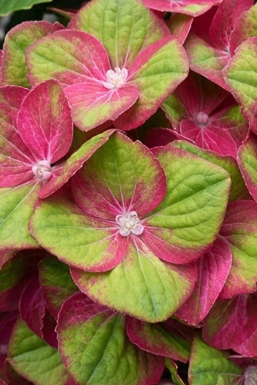 Tilt-A-Swirl Hydrangea - 3 Gallon Pot - SALE 10 Tilt-A-Swirl Hydrangea - 3 Gallon Pot - SALE - Image 8