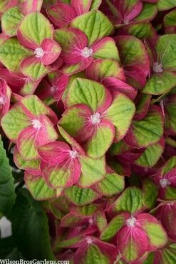 Tilt-A-Swirl Hydrangea - 3 Gallon Pot - SALE 13 Tilt-A-Swirl Hydrangea - 3 Gallon Pot - SALE -FloraHaven Shop hydrangea macrophylla tilt a swirl 5