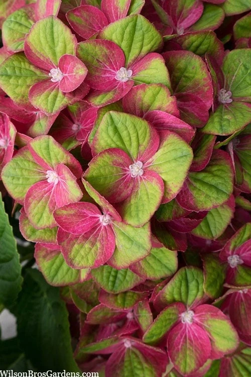 Tilt-A-Swirl Hydrangea - 3 Gallon Pot - SALE 6 Tilt-A-Swirl Hydrangea - 3 Gallon Pot - SALE - Image 4