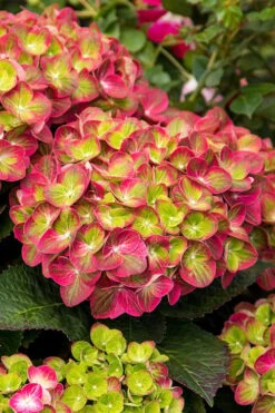 Tilt-A-Swirl Hydrangea - 3 Gallon Pot - SALE 14 Tilt-A-Swirl Hydrangea - 3 Gallon Pot - SALE -FloraHaven Shop hydrangea macrophylla tilt a swirl 7