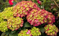 Tilt-A-Swirl Hydrangea - 3 Gallon Pot - SALE 16 Tilt-A-Swirl Hydrangea - 3 Gallon Pot - SALE -FloraHaven Shop hydrangea macrophylla tilt a swirl 8