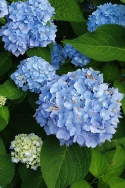 Mini Penny Hydrangea - 1 Gallon Pot -FloraHaven Shop hydrangea mini penny 500x750202 1