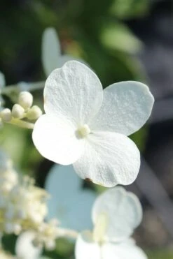 Kyushu Hydrangea - 3 Gallon Pot -FloraHaven Shop hydrangea paniculata kyushu 23