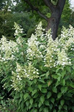 Kyushu Hydrangea - 3 Gallon Pot -FloraHaven Shop hydrangea paniculata kyushu 5