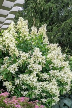 Kyushu Hydrangea - 3 Gallon Pot -FloraHaven Shop hydrangea paniculata kyushu 7