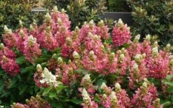 Flare Hydrangea - 3 Gallon Pot -FloraHaven Shop hydrangea paniculata lava lamp flare 11