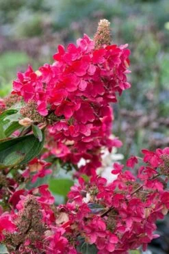 Flare Hydrangea - 3 Gallon Pot -FloraHaven Shop hydrangea paniculata lava lamp flare 15 1