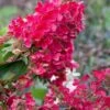 Flare Hydrangea - 3 Gallon Pot 1 Flare Hydrangea - 3 Gallon Pot -FloraHaven Shop hydrangea paniculata lava lamp flare 15