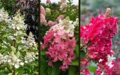 Flare Hydrangea - 3 Gallon Pot -FloraHaven Shop hydrangea paniculata lava lamp flare 16