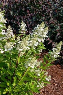 Flare Hydrangea - 3 Gallon Pot -FloraHaven Shop hydrangea paniculata lava lamp flare 17