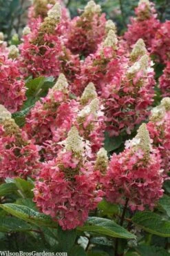 Flare Hydrangea - 3 Gallon Pot -FloraHaven Shop hydrangea paniculata lava lamp flare 3
