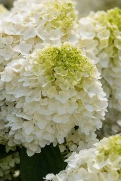 Little Hottie Hydrangea - 2.5 Gallon Pot -FloraHaven Shop hydrangea paniculata little hottie 1