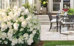 Little Hottie Hydrangea - 3 Gallon Pot 14 Little Hottie Hydrangea - 3 Gallon Pot -FloraHaven Shop hydrangea paniculata little hottie 5 1