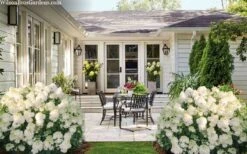 Little Hottie Hydrangea - 3 Gallon Pot 13 Little Hottie Hydrangea - 3 Gallon Pot -FloraHaven Shop hydrangea paniculata little hottie 7 1