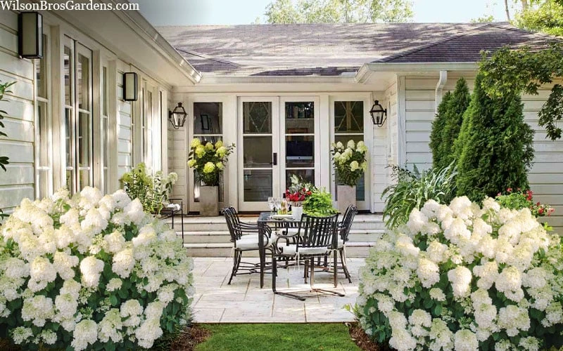 Little Hottie Hydrangea - 3 Gallon Pot 7 Little Hottie Hydrangea - 3 Gallon Pot - Image 5