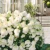 Little Hottie Hydrangea - 2.5 Gallon Pot -FloraHaven Shop hydrangea paniculata little hottie 8