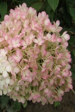 Little Hottie Hydrangea - 2.5 Gallon Pot -FloraHaven Shop hydrangea paniculata little hottie 9
