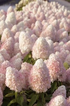 Sweet Summer Panicle Hydrangea - 3 Gallon Pot -FloraHaven Shop hydrangea paniculata sweet summer 1