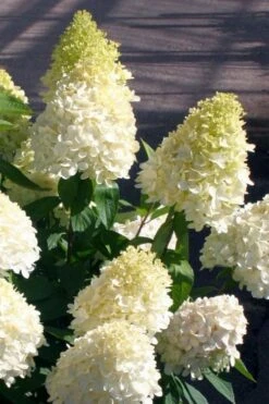 Sweet Summer Panicle Hydrangea - 3 Gallon Pot -FloraHaven Shop hydrangea paniculata sweet summer 2