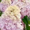 Sweet Summer Panicle Hydrangea - 3 Gallon Pot -FloraHaven Shop hydrangea paniculata sweet summer 6