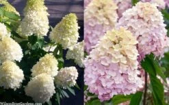 Sweet Summer Panicle Hydrangea - 3 Gallon Pot -FloraHaven Shop hydrangea paniculata sweet summer 7