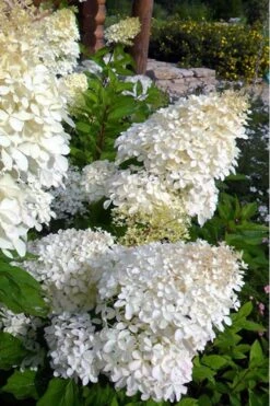 Phantom Hydrangea - 2 Gallon Pot -FloraHaven Shop hydrangea phantom 500x750 1