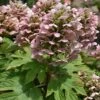 Queen Of Hearts Oakleaf Hydrangea - 3 Gallon Pot -FloraHaven Shop hydrangea queen of hearts oakleaf 500x750 1