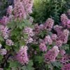 Gatsby Pink Oakleaf Hydrangea - 3 Gallon Pot 1 Gatsby Pink Oakleaf Hydrangea - 3 Gallon Pot -FloraHaven Shop hydrangea quercifolia gatsby pink 17