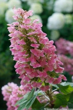Gatsby Pink Oakleaf Hydrangea - 3 Gallon Pot 10 Gatsby Pink Oakleaf Hydrangea - 3 Gallon Pot -FloraHaven Shop hydrangea quercifolia gatsby pink 7