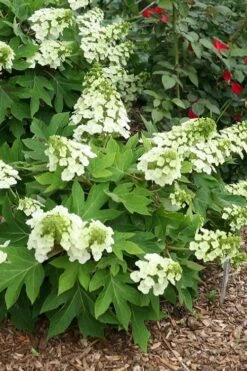 Pee Wee Dwarf Oakleaf Hydrangea - 2 Gallon Pot 17 Pee Wee Dwarf Oakleaf Hydrangea - 2 Gallon Pot -FloraHaven Shop hydrangea quercifolia pee wee oakleaf 1 2
