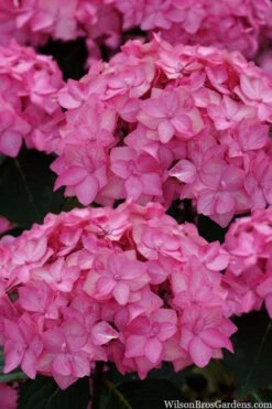 Let's Dance 'Can Do' Hydrangea - 2 Gallon Pot 17 Let's Dance 'Can Do' Hydrangea - 2 Gallon Pot -FloraHaven Shop hydrangea serrata lets dance can do 2