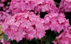 Let's Dance 'Can Do' Hydrangea - 2 Gallon Pot 15 Let's Dance 'Can Do' Hydrangea - 2 Gallon Pot -FloraHaven Shop hydrangea serrata lets dance can do 3