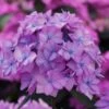 Let's Dance 'Can Do' Hydrangea - 2 Gallon Pot 2 Let's Dance 'Can Do' Hydrangea - 2 Gallon Pot -FloraHaven Shop hydrangea serrata lets dance can do 5